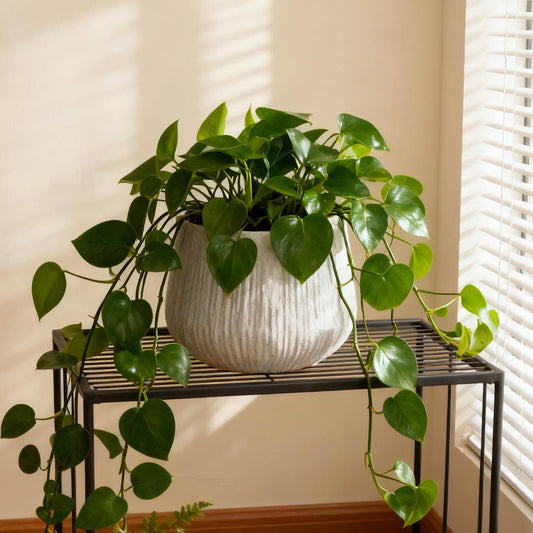 11' Dia x 9.06' H Large Round Planters for Indoor Plants, Outdoor Planters with Drainage Holes, Magnesium Oxide Plant Pot with Cement Texture Plant Pots Indoor & Outdoor for Home Garden Patio