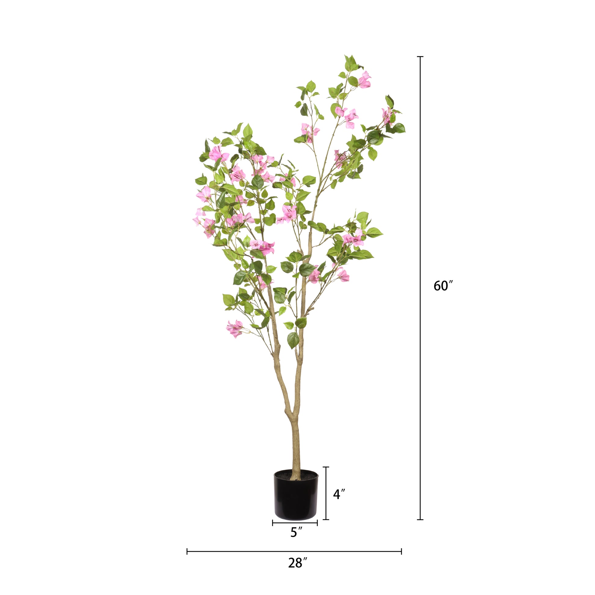 24021666